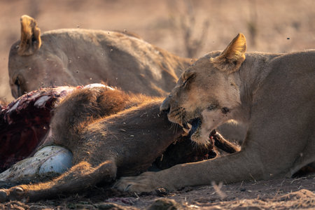 Close-up of lionesses lying chewing buffalo carcaseの写真素材