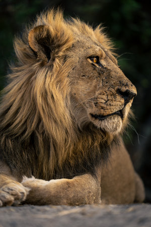 Close-up of male lion lying looking rightの写真素材