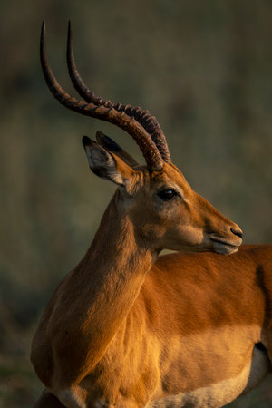 Close-up of male common impala turning headの写真素材