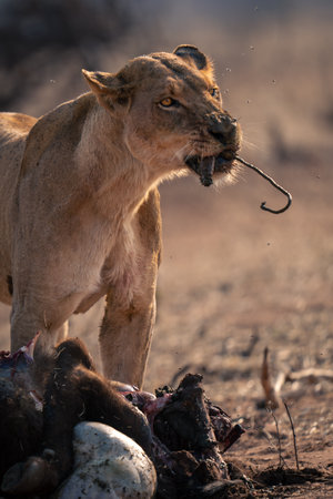 Close-up of lioness standing chewing buffalo entrailsの写真素材
