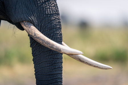 Close-up of tusks of African bush elephantの写真素材