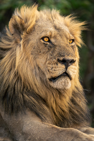 Close-up of male lion lying staring rightの写真素材