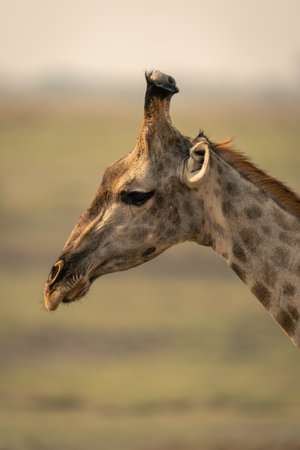 Close-up of male southern giraffe looking downの写真素材