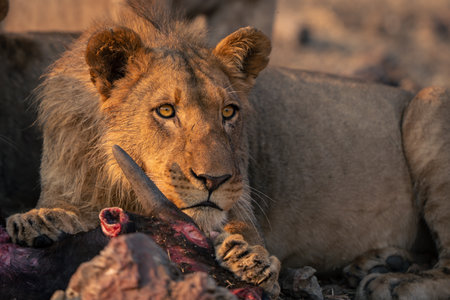 Close-up of young male lion with carcaseの写真素材