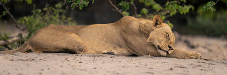 Close-up panorama of lioness sleeping on sandの写真素材