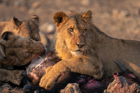 Close-up of young male lion on carcaseの写真素材