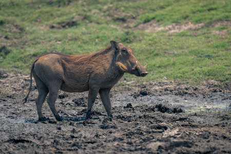 Female common warthog stands in muddy waterholeの写真素材