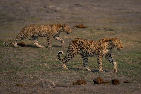 Female leopard and cub cross grassy floodplain