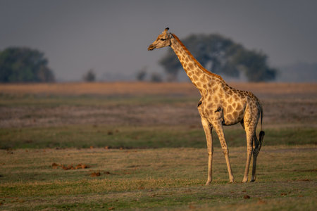 Female southern giraffe stands on grassy floodplainの写真素材