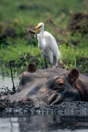 Great egret stands holding fish behind hippoの写真素材