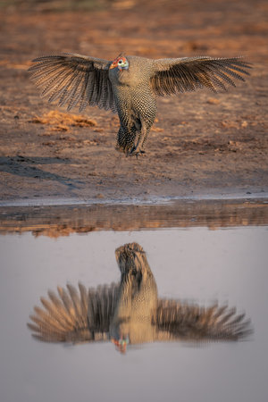 Helmeted guineafowl jumps casting reflection in waterの写真素材
