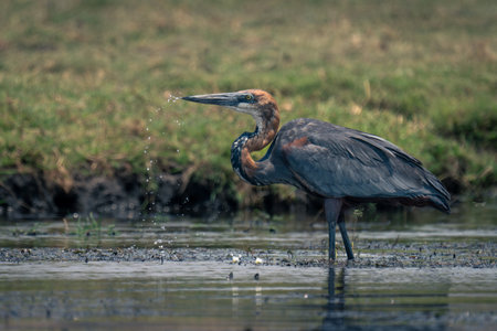 Goliath heron in river spraying water dropletsの写真素材