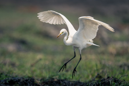 Great egret spreads wings landing in sunshineの写真素材