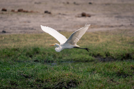 Great egret flies over riverbank lifting wingsの写真素材