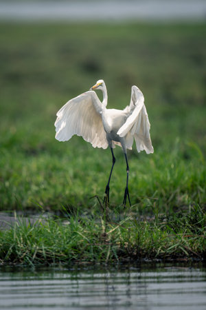 Great egret lands on grass beside riverの写真素材
