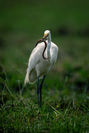Great egret stands in grass holding eelの写真素材