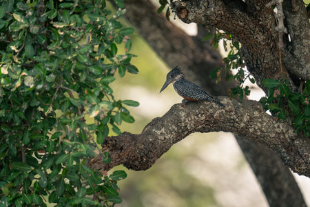 Giant kingfisher looks down from leafy treeの写真素材
