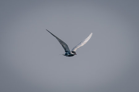 Juvenile whiskered tern flies through blue skyの写真素材