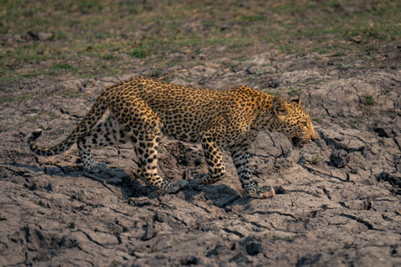 Leopard cub crosses dried-up riverbed raising pawの写真素材
