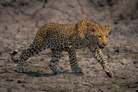 Leopard cub crosses dry riverbed in sunshineの写真素材