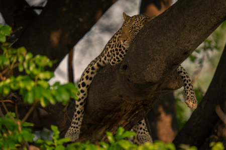 Leopard lies sleeping in tree straddling branchの写真素材