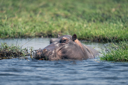 Hippo watches camera from river in sunshineの写真素材