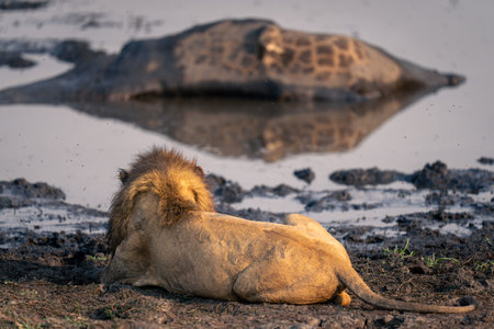 Lion lies watching dead giraffe in waterholeの写真素材