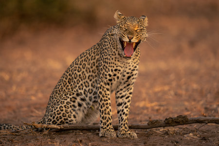 Leopard sits yawning on sand closing eyes