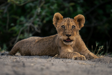 Lion cub lies on sand near bushesの写真素材