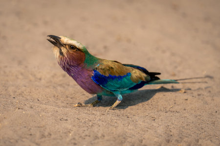Lilac-breasted roller with catchlight on sandy groundの写真素材