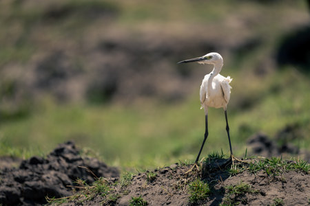 Little egret stands turning head on riverbankの写真素材