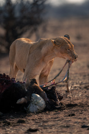 Lioness pulls guts from Cape buffalo carcaseの写真素材