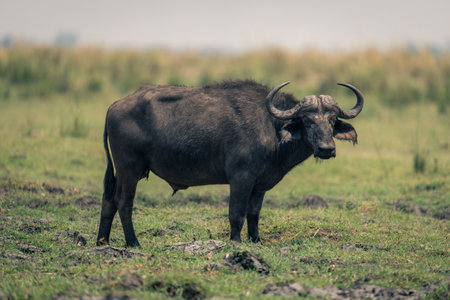 Male Cape buffalo stands on grassy riverbank