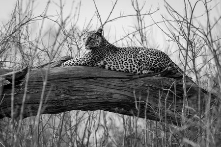 Mono leopard lies on log amongst bushesの写真素材