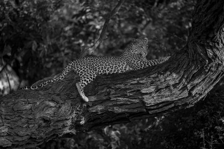 Mono leopard lies lifting head on branch