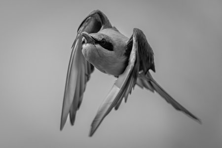 Mono southern carmine bee-eater flies tucking wings