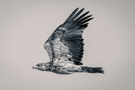 Mono tawny eagle lifts wings under skyの写真素材