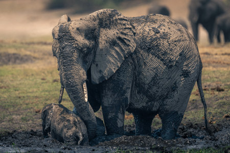 Mother helps baby African elephant in mudの写真素材
