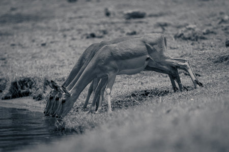 Mono three common impala drink from riverの写真素材