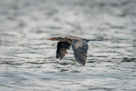 Reed cormorant crosses river with wings lowered