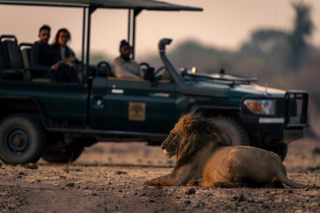 Muddy male lion lies by safari truckの写真素材