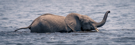 Panorama of African bush elephant crossing riverの写真素材