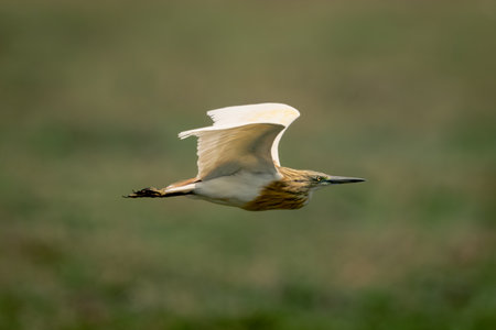 Squacco heron flies over grass in sunshine
