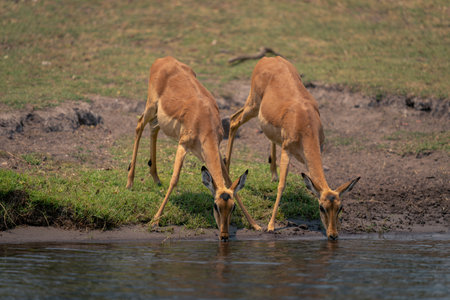 Two female common impala drink from riverの写真素材