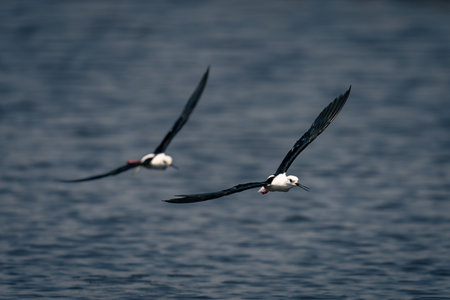 Two black-winged stilts cross river in formation