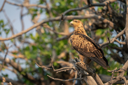 Tawny eagle on dead branch looking up