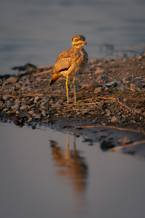 Water thick-knee on riverbank reflected in waterの写真素材