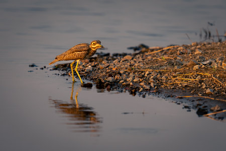 Water thick-knee in shallows reflected in waterの写真素材