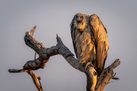 White-backed vulture watches camera from dead treeの写真素材
