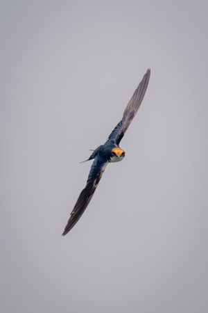 Wire-tailed swallow glides with wings spread diagonally